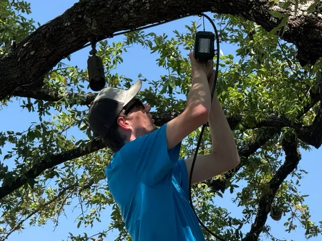 Misting system installation on an oak tree