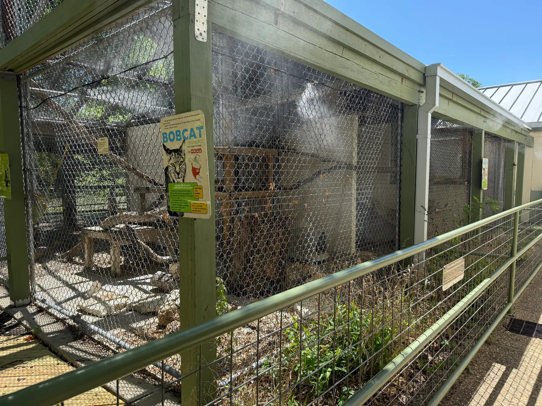 Wildlife enclosure misting system in a bobcat habitat